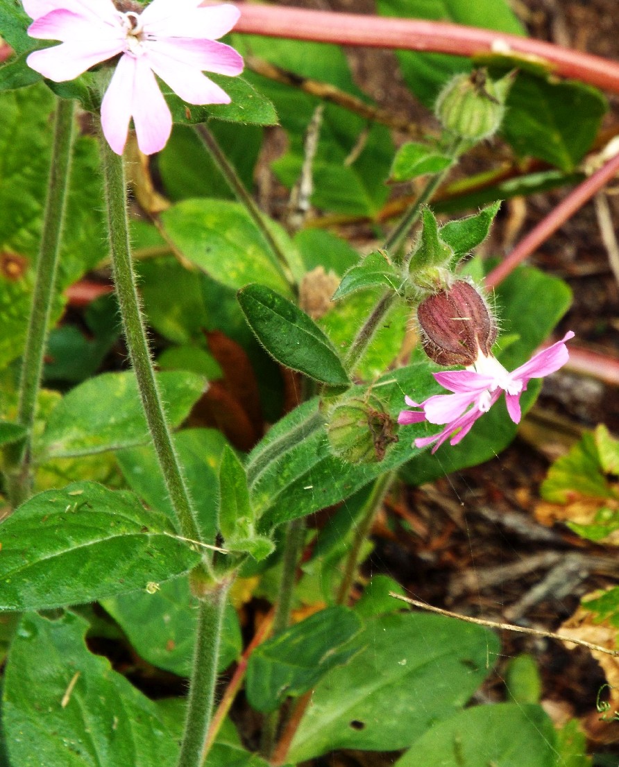 Silene dioica